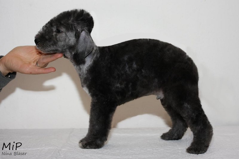 Dandy Buksi Happy Sheep (3).jpg